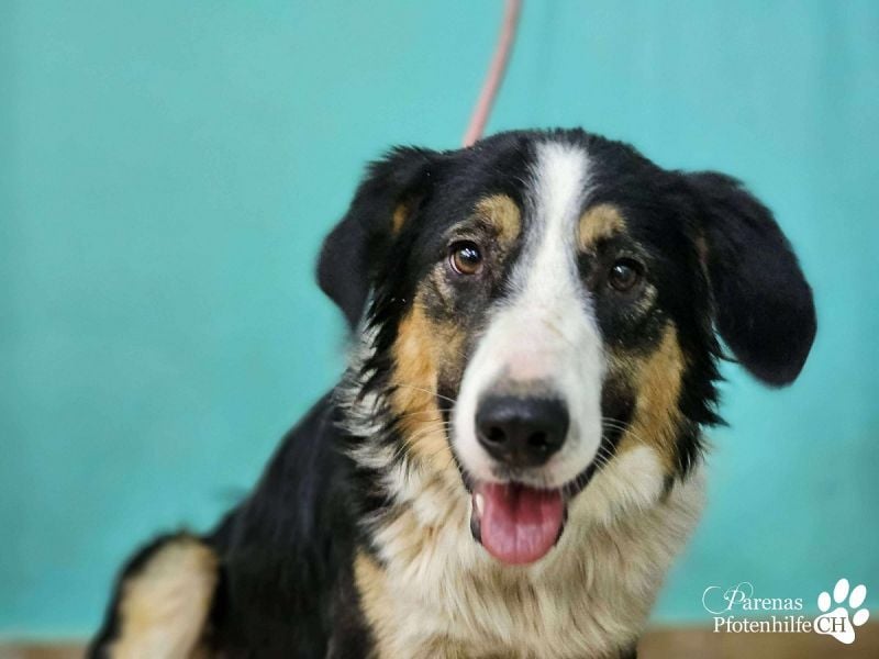 Kalypso ist ausgesprochen anhänglich, menschenbezogen und verschmust