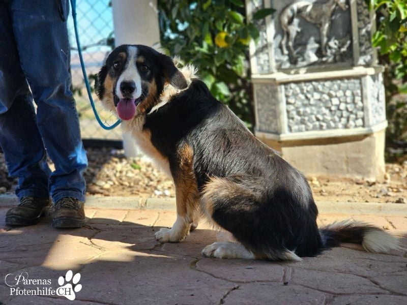 Kalypso ist ausgesprochen anhänglich, menschenbezogen und verschmust