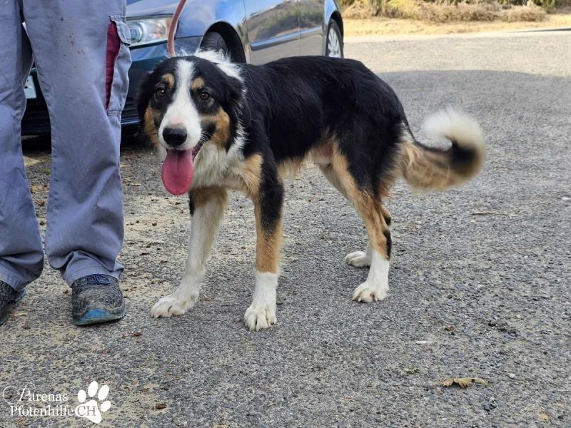 Kalypso ist ausgesprochen anhänglich, menschenbezogen und verschmust