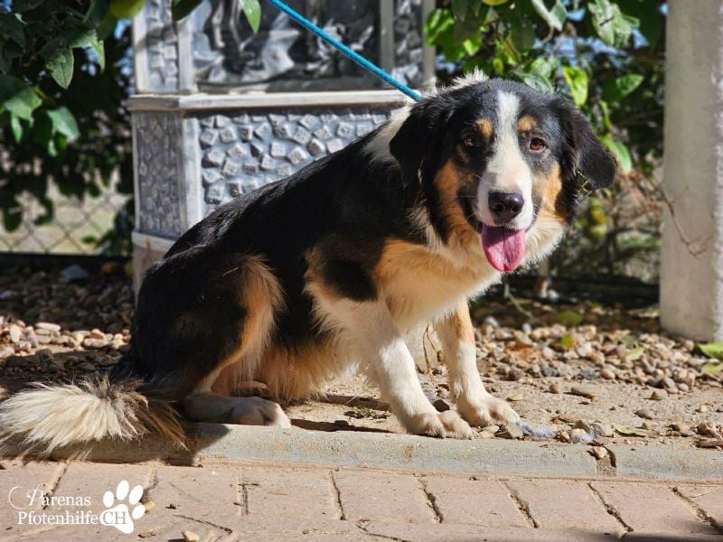 Kalypso ist ausgesprochen anhänglich, menschenbezogen und verschmust