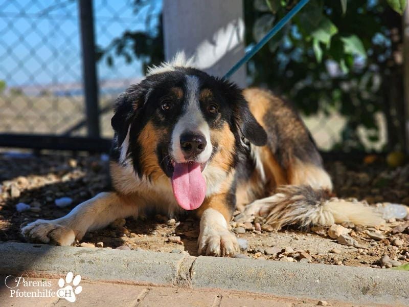 Kalypso ist ausgesprochen anhänglich, menschenbezogen und verschmust