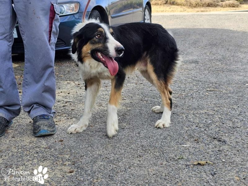 Kalypso ist ausgesprochen anhänglich, menschenbezogen und verschmust