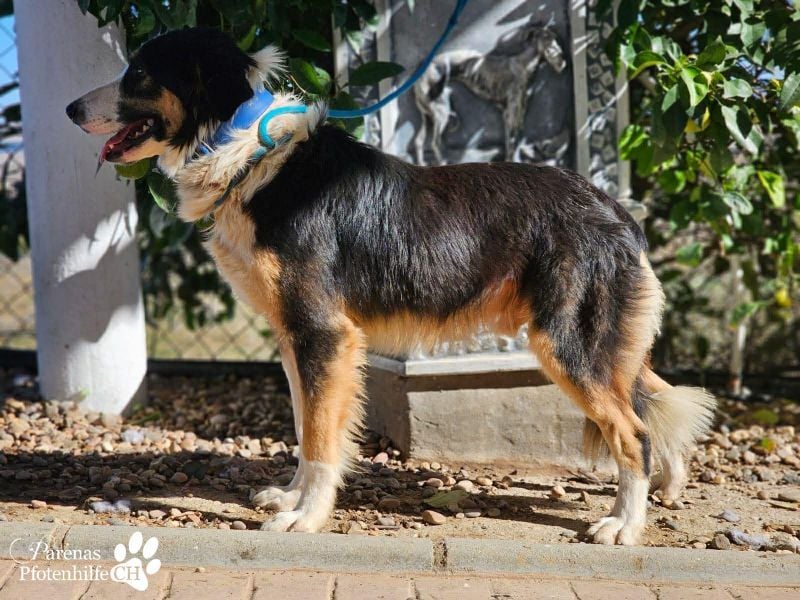 Kalypso ist ausgesprochen anhänglich, menschenbezogen und verschmust