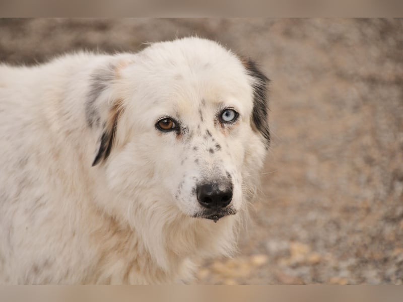 Wer schenkt Lolha die Chance, endlich anzukommen