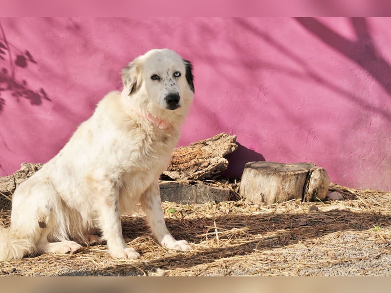 Wer schenkt Lolha die Chance, endlich anzukommen