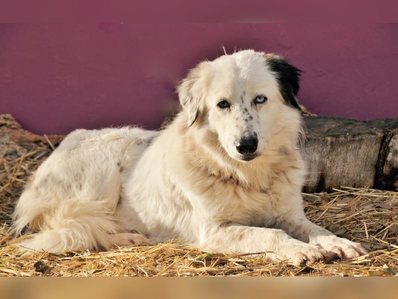 Wer schenkt Lolha die Chance, endlich anzukommen