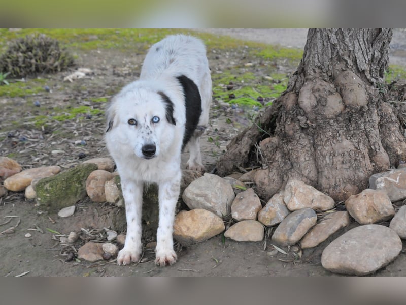 Wer schenkt Lolha die Chance, endlich anzukommen