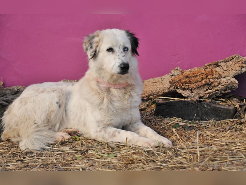 Wer schenkt Lolha die Chance, endlich anzukommen