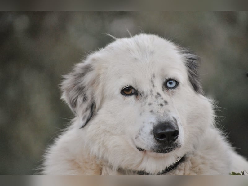 Wer schenkt Lolha die Chance, endlich anzukommen