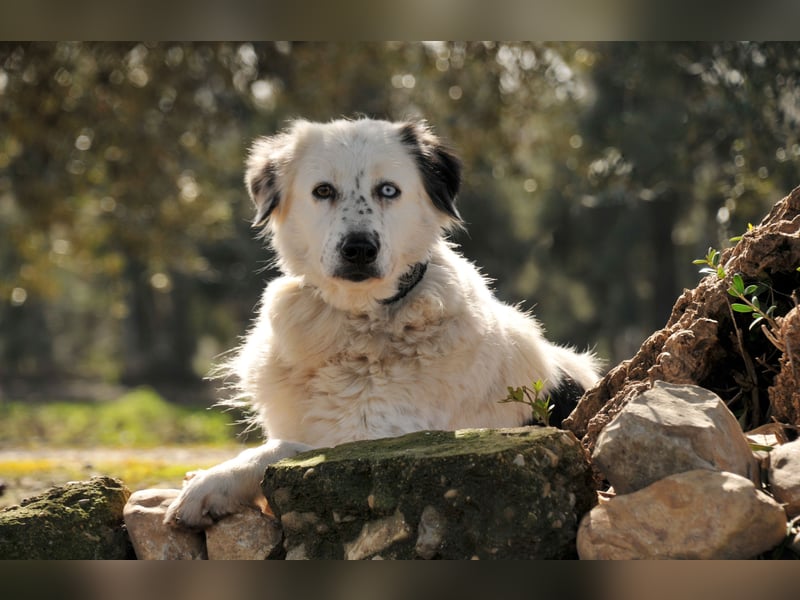 Wer schenkt Lolha die Chance, endlich anzukommen