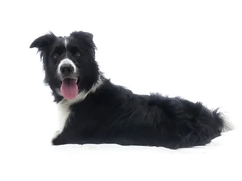 Lars ❤️ energiegeladen + hochintelligent