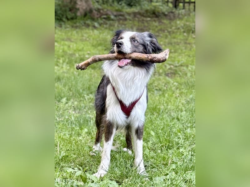 Herzensbrecher sucht für immer Zuhause