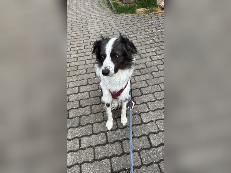 Herzensbrecher sucht für immer Zuhause