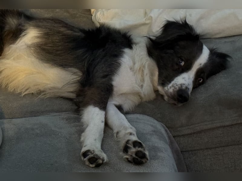 Herzensbrecher sucht für immer Zuhause