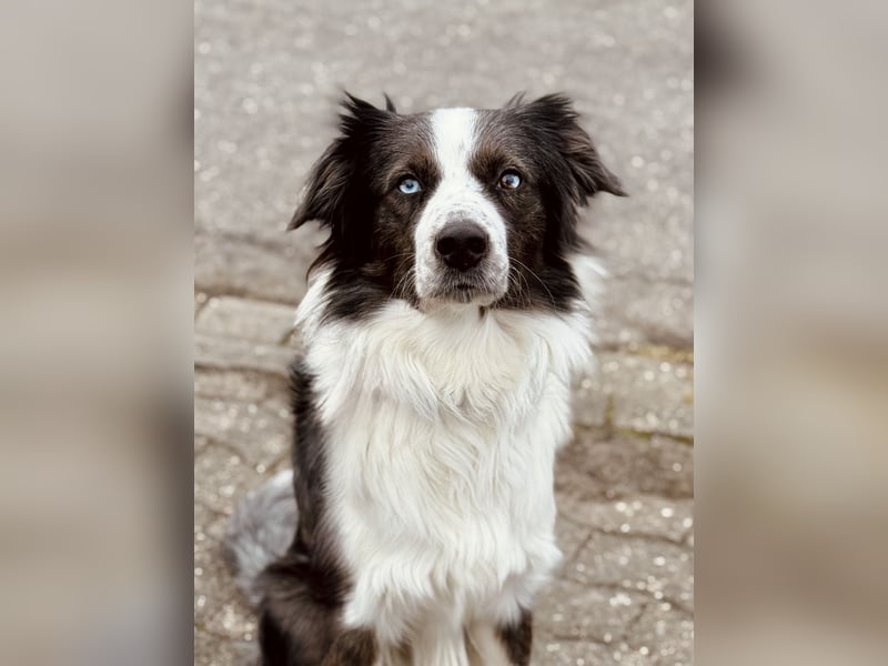 Herzensbrecher sucht für immer Zuhause