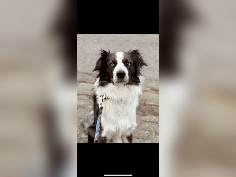 Herzensbrecher sucht für immer Zuhause