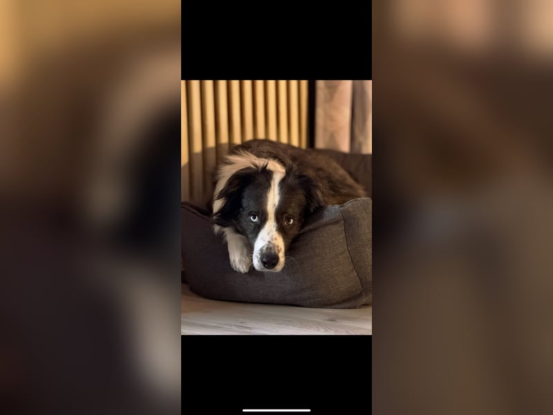 Herzensbrecher sucht für immer Zuhause