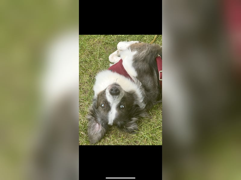 Herzensbrecher sucht für immer Zuhause