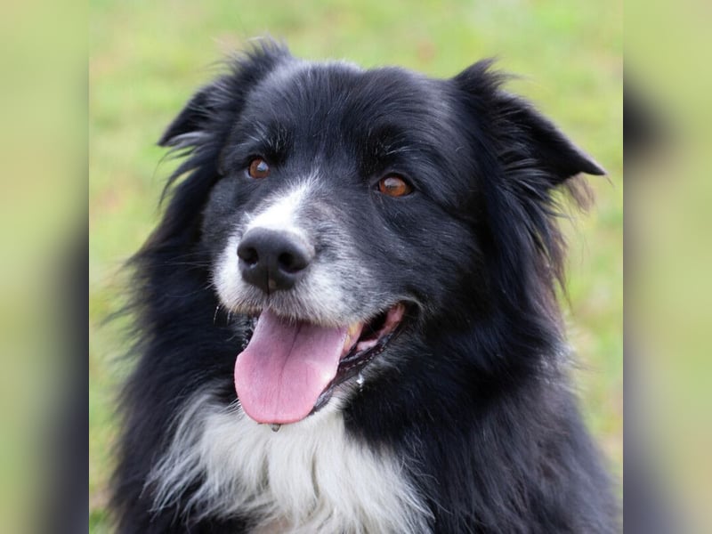 Alain Delon - intelligent und verspielt - Tierhilfe Franken e.V.