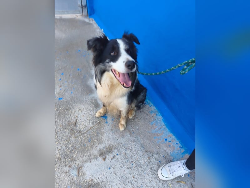 Yas - kluger Border Collie Rüde sucht Menschen mit Herz, Geduld und Hundeverstand