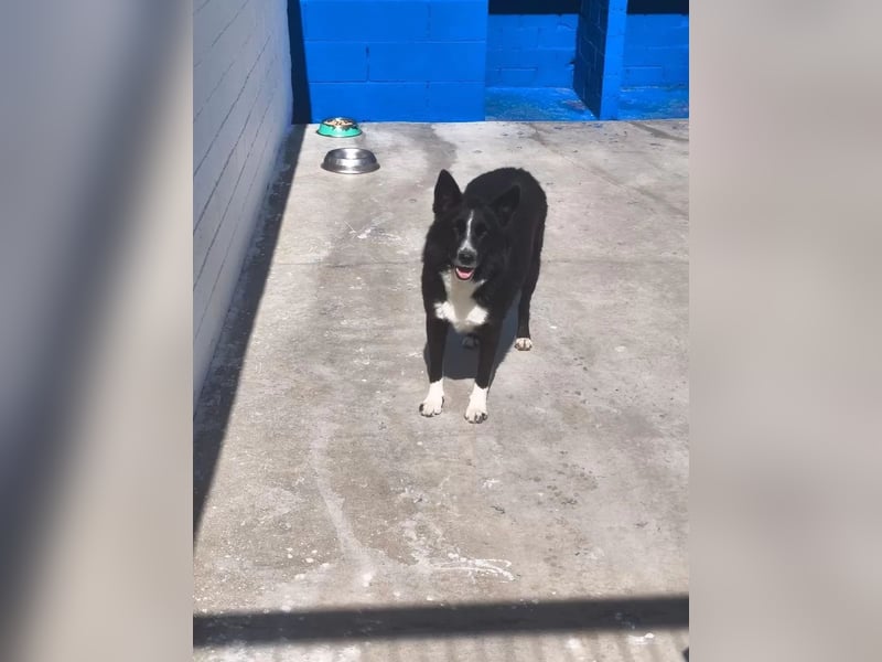 Dublín ,wunderschöner Border Collie Rüde sucht seine Chance