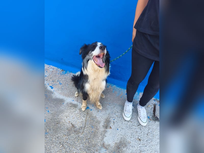 Yas - kluger Border Collie Rüde sucht Menschen mit Herz, Geduld und Hundeverstand