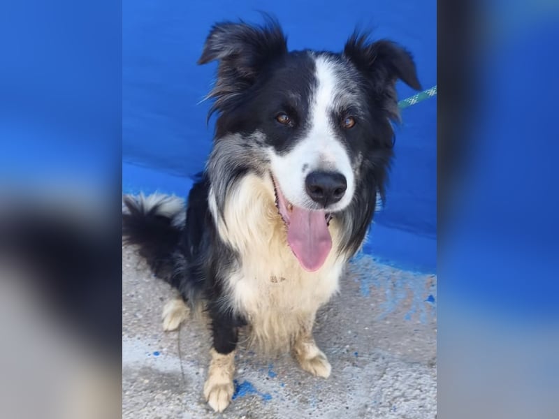 Yas - kluger Border Collie Rüde sucht Menschen mit Herz, Geduld und Hundeverstand