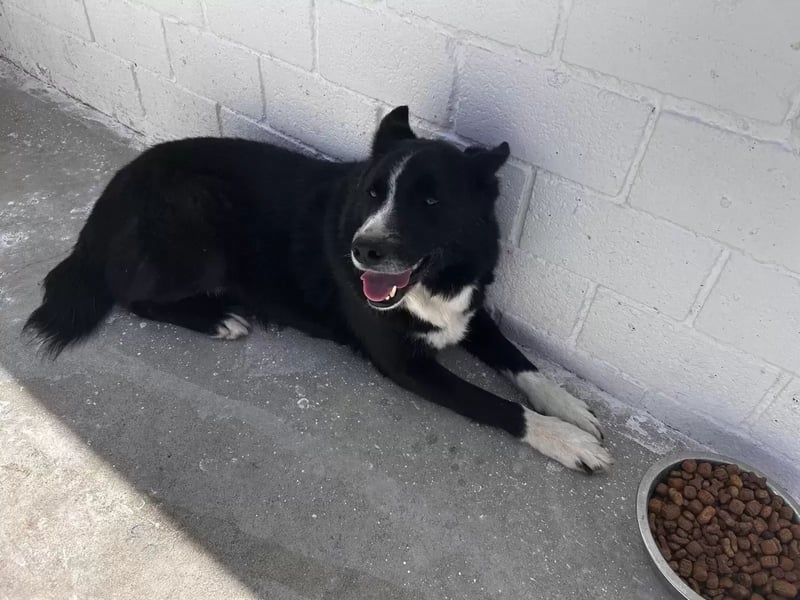 Dublín ,wunderschöner Border Collie Rüde sucht seine Chance