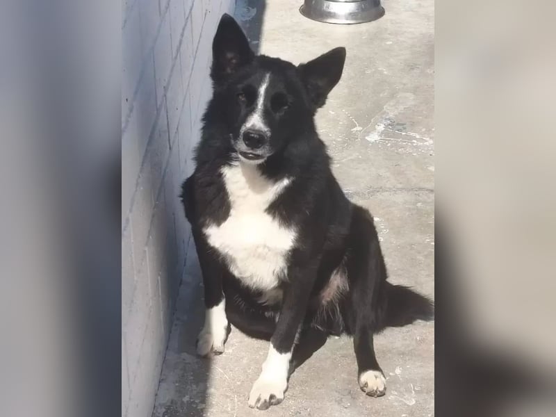 Dublín ,wunderschöner Border Collie Rüde sucht seine Chance