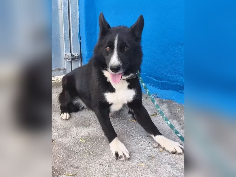 Dublín ,wunderschöner Border Collie Rüde sucht seine Chance