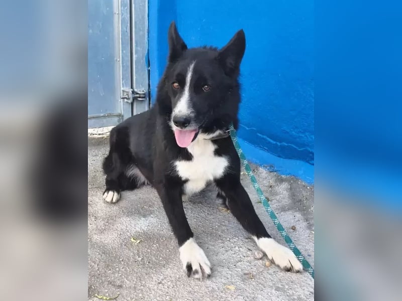 Dublín ,wunderschöner Border Collie Rüde sucht seine Chance