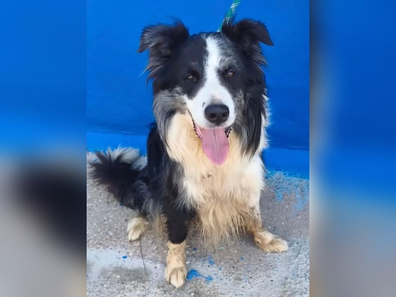 Yas ,kluger Border Collie Rüde sucht Menschen mit Herz