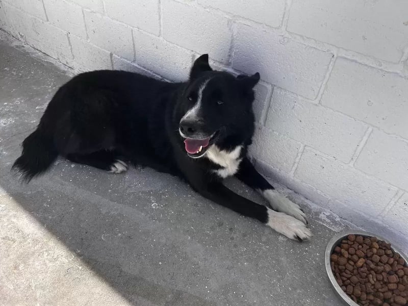 Dublín ,wunderschöner Border Collie Rüde sucht seine Chance