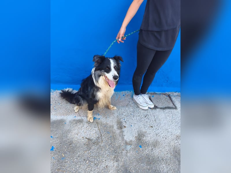 Yas - kluger Border Collie Rüde sucht Menschen mit Herz, Geduld und Hundeverstand