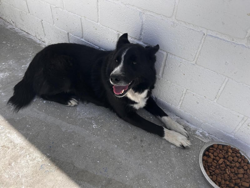 Dublín - wunderschöner Border Collie Rüde sucht seine Chance