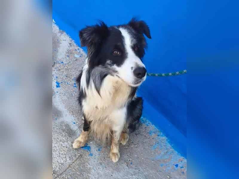Yas ,kluger Border Collie Rüde sucht Menschen mit Herz