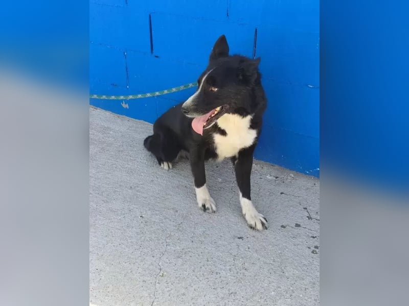 Dublín ,wunderschöner Border Collie Rüde sucht seine Chance