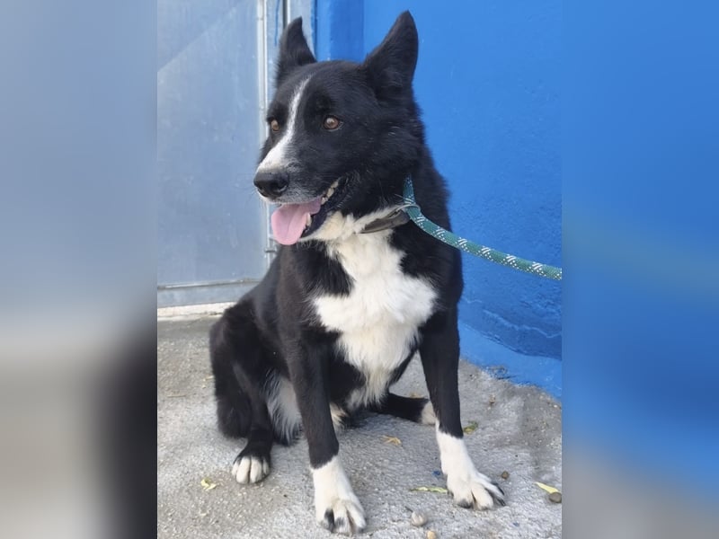Dublín - wunderschöner Border Collie Rüde sucht seine Chance