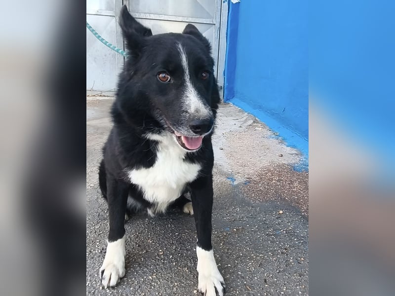 Dublín - wunderschöner Border Collie Rüde sucht seine Chance