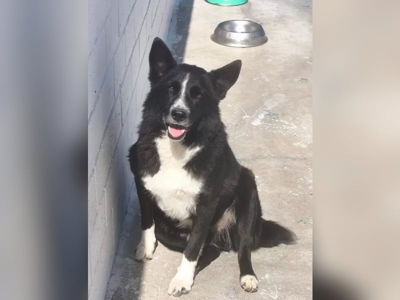 Dublín ,wunderschöner Border Collie Rüde sucht seine Chance
