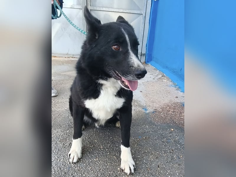 Dublín - wunderschöner Border Collie Rüde sucht seine Chance