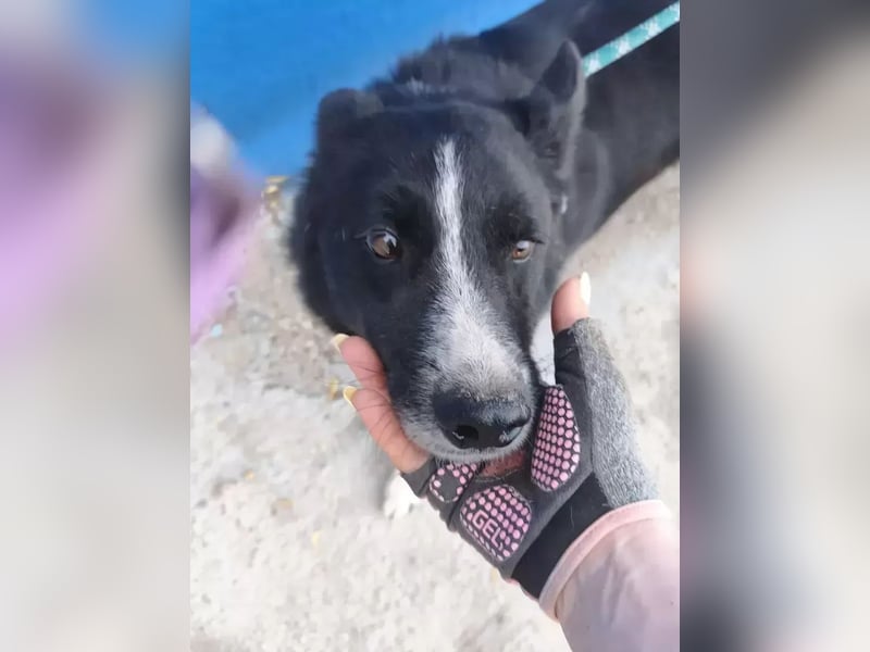 Dublín ,wunderschöner Border Collie Rüde sucht seine Chance