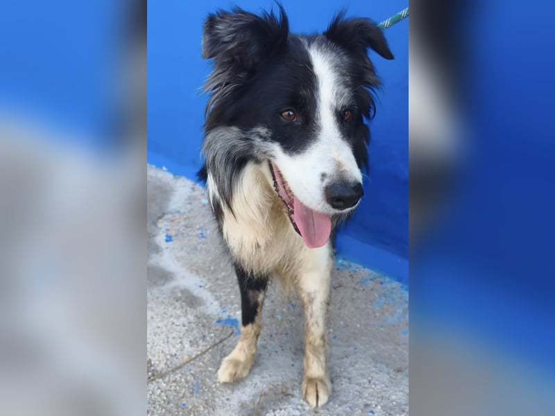 Yas - kluger Border Collie Rüde sucht Menschen mit Herz, Geduld und Hundeverstand