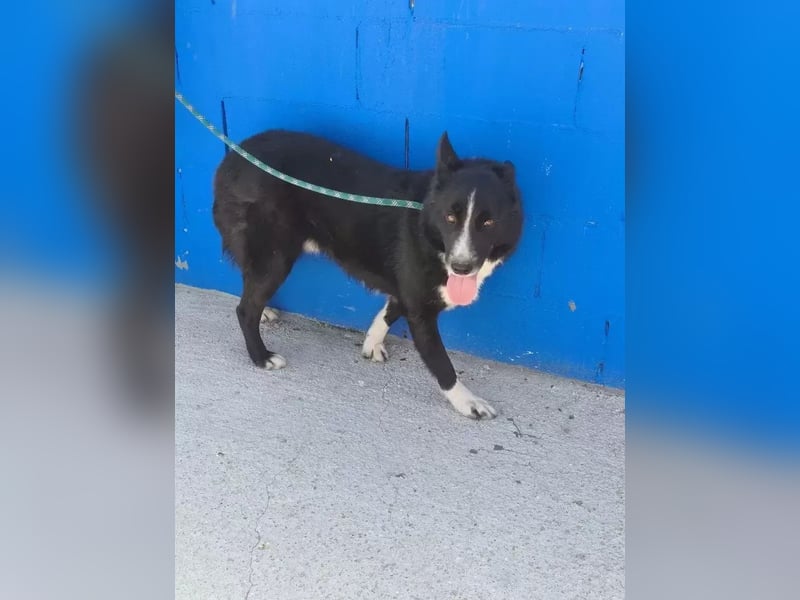 Dublín ,wunderschöner Border Collie Rüde sucht seine Chance