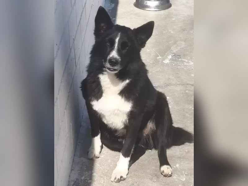 Dublín ,wunderschöner Border Collie Rüde sucht seine Chance