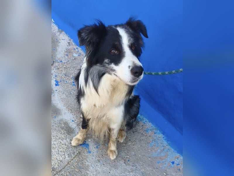 Yas - kluger Border Collie Rüde sucht Menschen mit Herz, Geduld und Hundeverstand