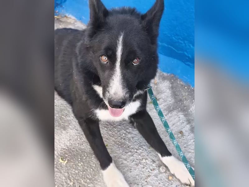 Dublín ,wunderschöner Border Collie Rüde sucht seine Chance