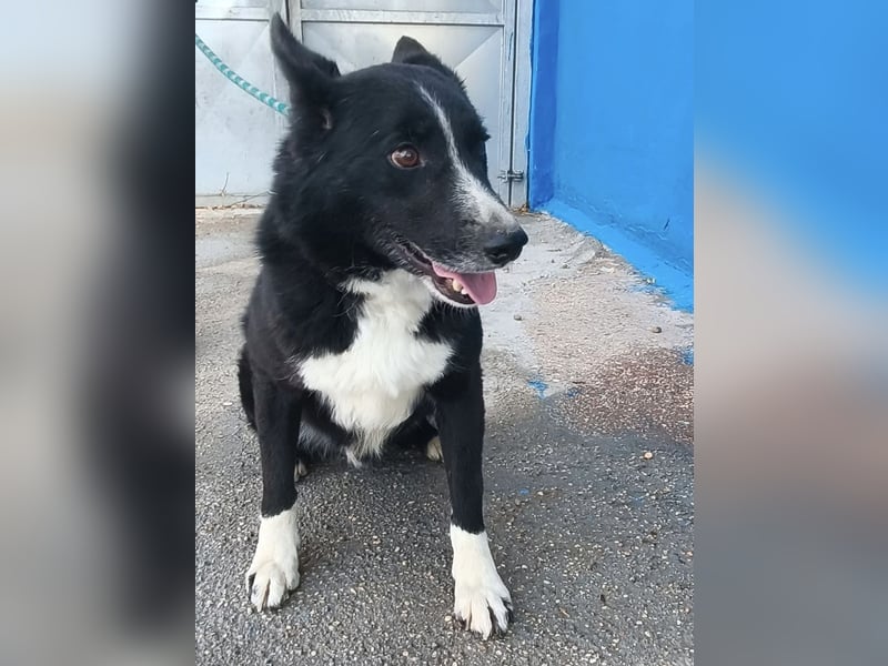 Dublín - wunderschöner Border Collie Rüde sucht seine Chance