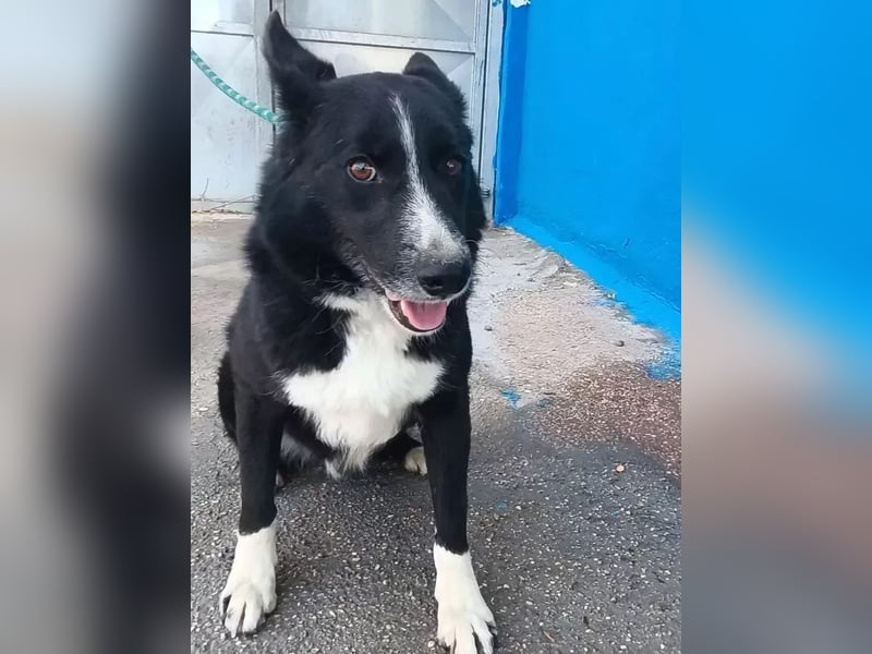 Dublín ,wunderschöner Border Collie Rüde sucht seine Chance