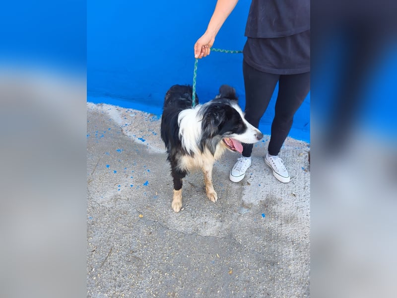 Yas - kluger Border Collie Rüde sucht Menschen mit Herz, Geduld und Hundeverstand